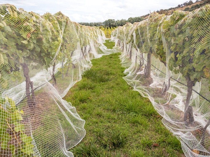 Tiny Houses (Australia, Collector, New South Wales)