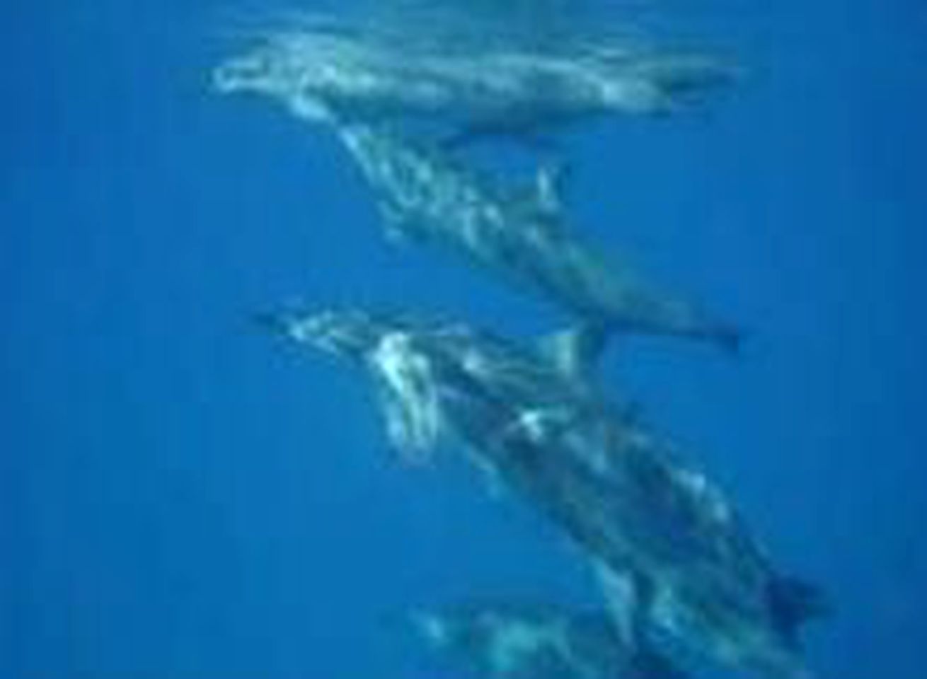 Ideal Vacation Rental for Four Guests near Sherwood Beach in Oahu, Hawaii