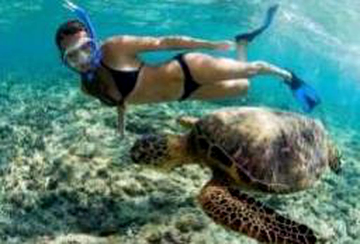 Ideal Vacation Rental for Four Guests near Sherwood Beach in Oahu, Hawaii