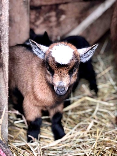 Vacation Rentals (United States of America, Sugar Grove, North Carolina)