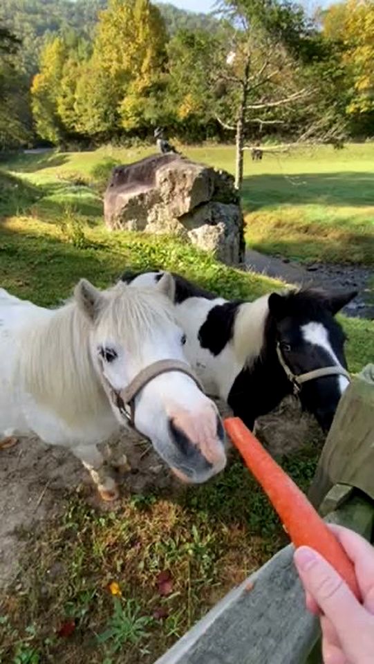 Romantic Farm-Stay Cabin with Petting Zoo & Hot Tub near Boone, NC