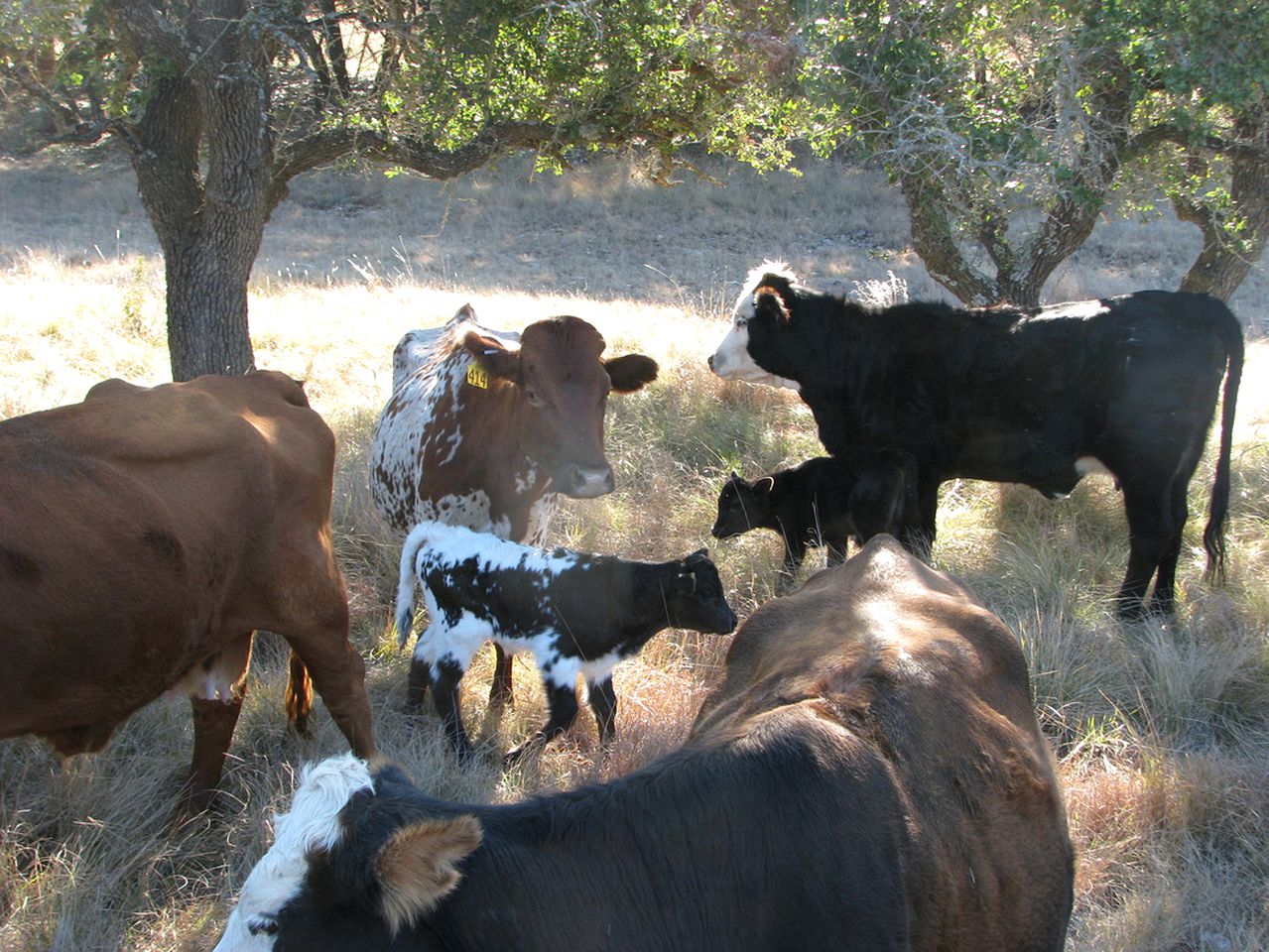 Authentic Ranch Cabin Rental with Meadow Views in Christoval, Texas