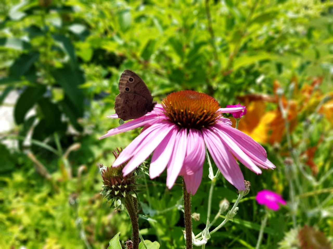 Charming, Off-Grid Cabin in a Quiet Meadow, Perfect for a Glamping Escape to South Frontenac