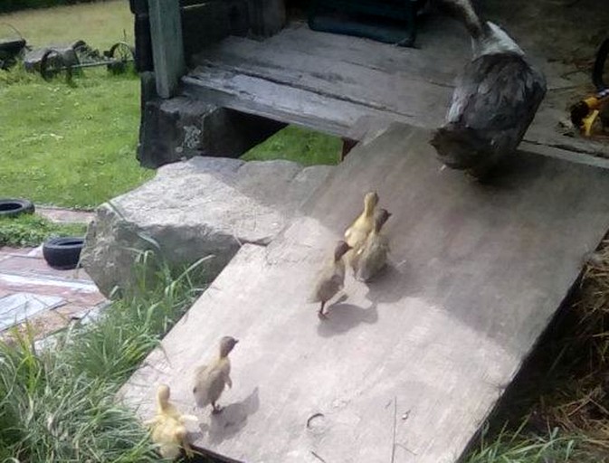 Nature Lodges (Marshfield, Vermont, United States)