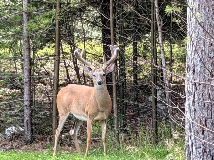 Vacation Rentals (United States of America, Hancock, Maine)