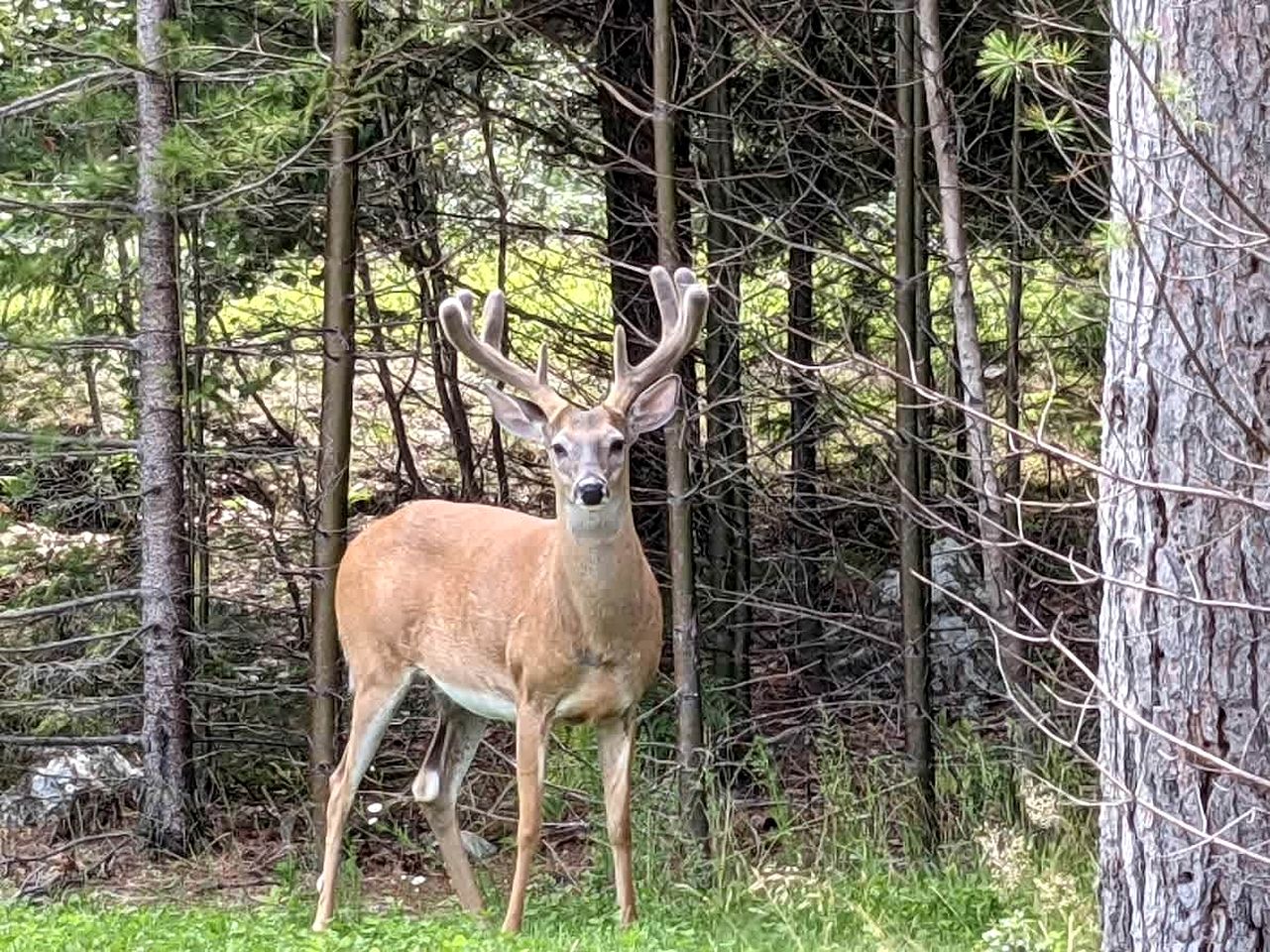 Charming Dog-Friendly Beach House with Fire Pit & Jetted Tub Near Carters Beach in Hancock, Maine