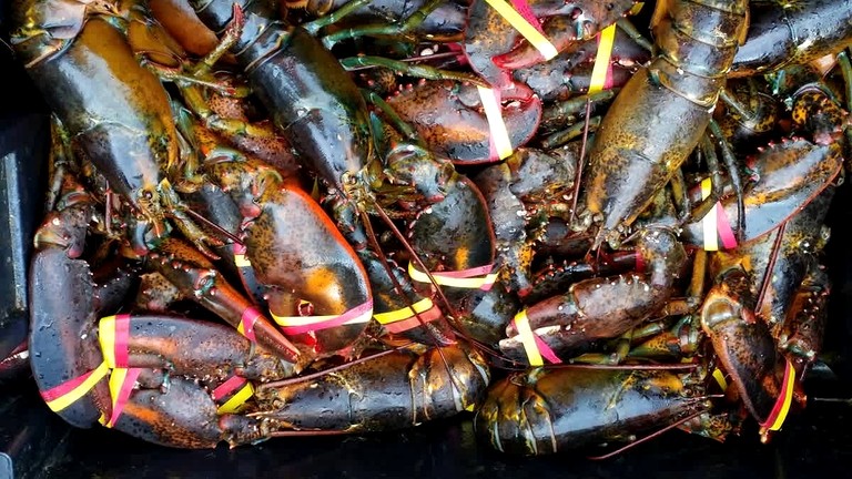 Vacation Rentals (United States of America, Hancock, Maine)