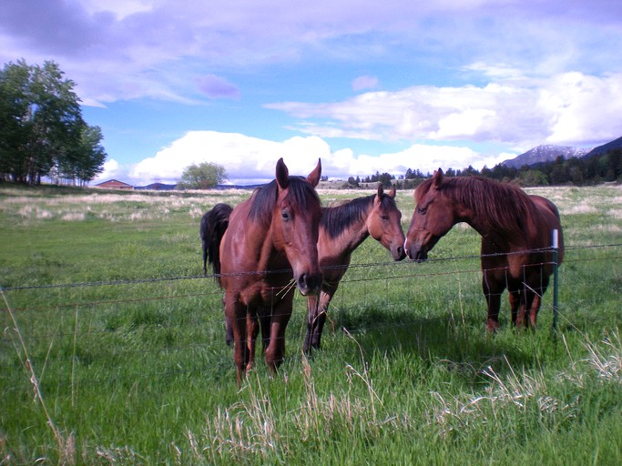 Cabins (Livingston, Montana, United States)