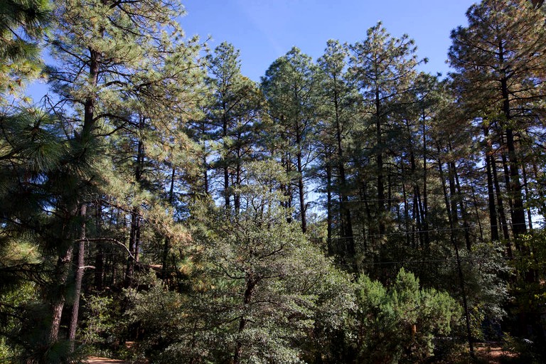 Cabins (Pine, Arizona, United States)