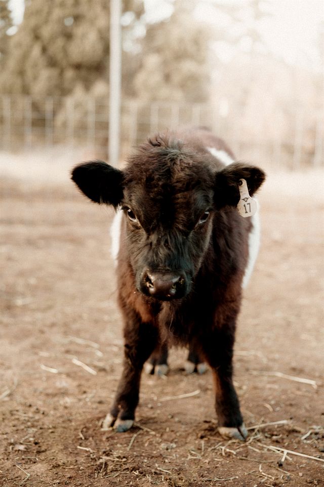 Cozy Glamping Tent with Heritage Orchard & Farm Animals near Mountainair in Torreon, New Mexico