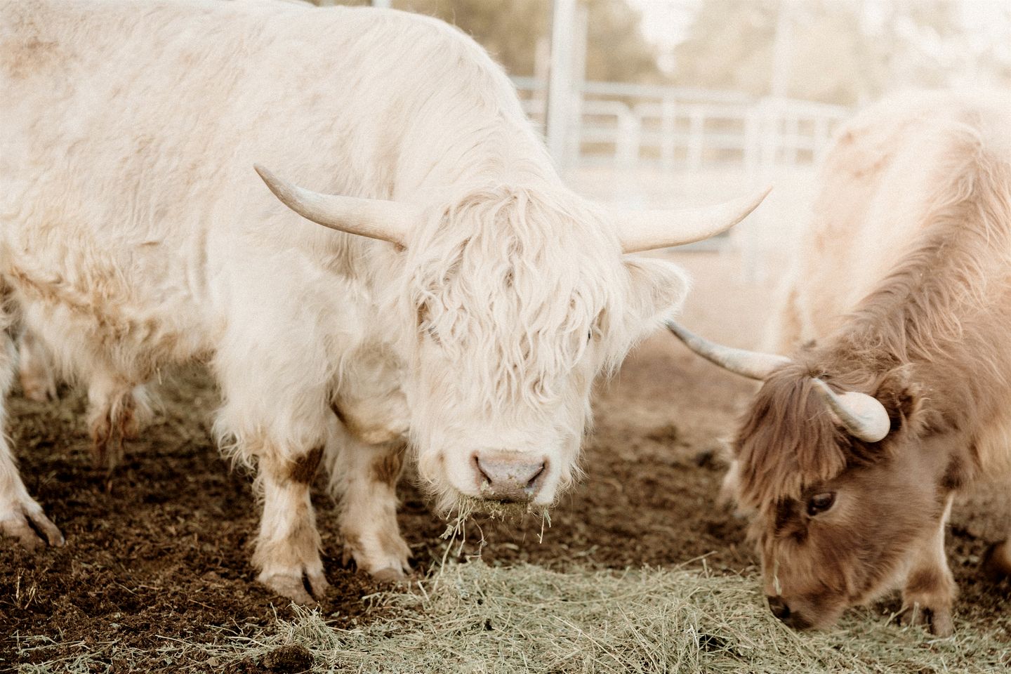 Cozy Glamping Tent with Heritage Orchard & Farm Animals near Mountainair in Torreon, New Mexico
