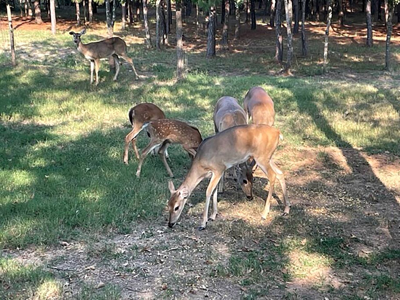 Dream Glamping in Texas in this Cozy, Pet-Friendly Cabin in Bastrop, TX