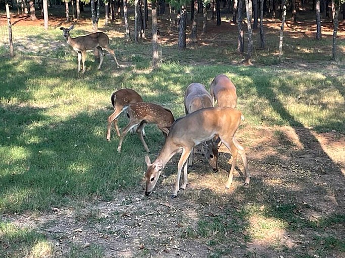 Vacation Rentals (United States of America, Bastrop , Texas)