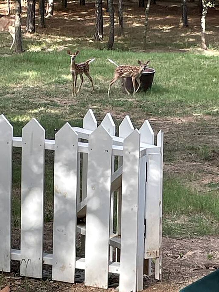 Dream Glamping in Texas in this Cozy, Pet-Friendly Cabin in Bastrop, TX