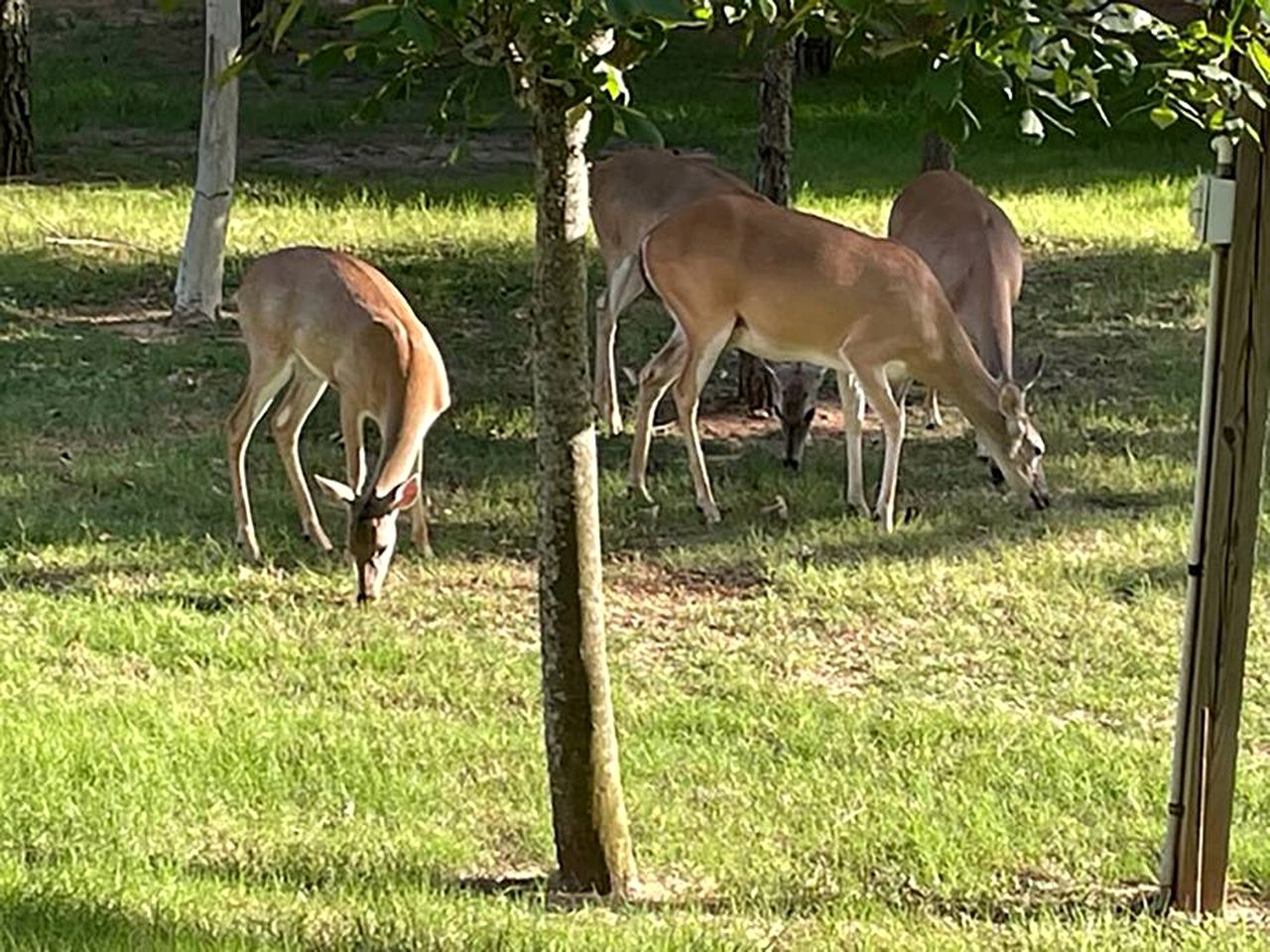 Dream Glamping in Texas in this Cozy, Pet-Friendly Cabin in Bastrop, TX