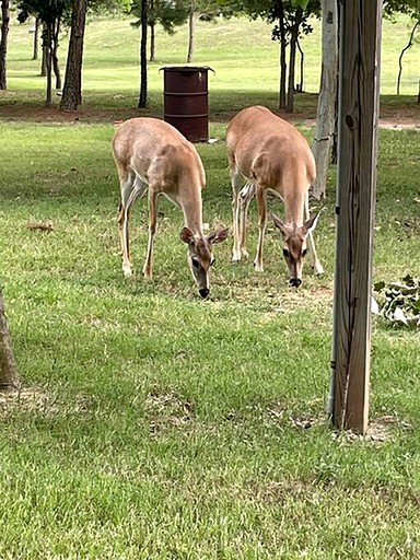 Vacation Rentals (United States of America, Bastrop , Texas)