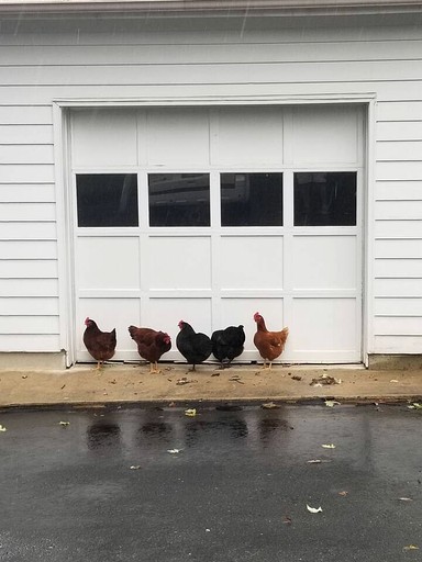 Cottages (United States of America, Darnestown, Maryland)