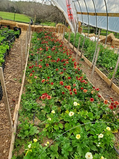 Cottages (United States of America, Darnestown, Maryland)