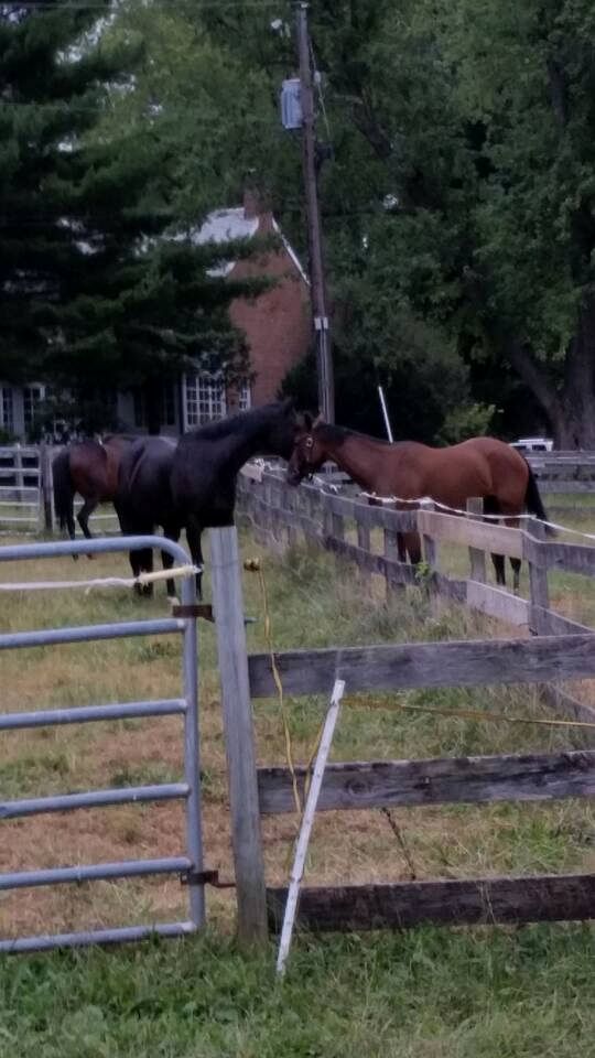 Beautiful Farmstay Hill Cottage and Tiny Equipped Camper in Maryland