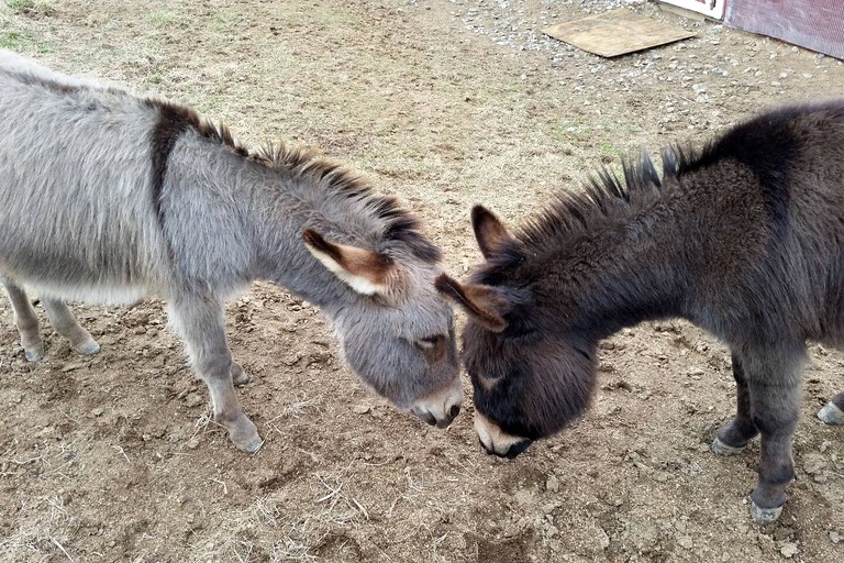 Vacation Rentals (United States of America, Darnestown, Maryland)