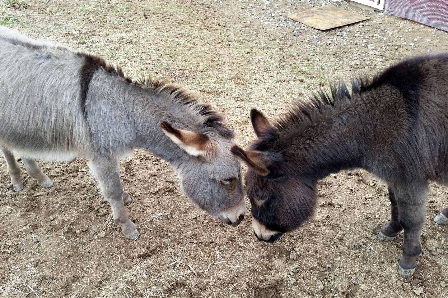 Beautiful Farmstay Hill Cottage and Tiny Equipped Camper in Maryland