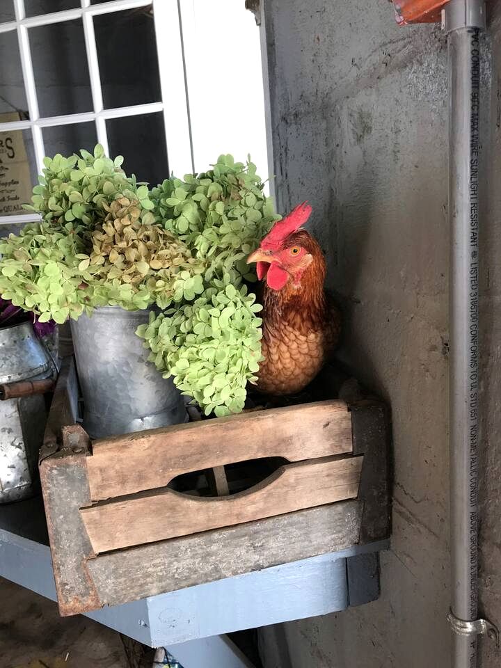 Beautiful Farmstay Hill Cottage and Tiny Equipped Camper in Maryland