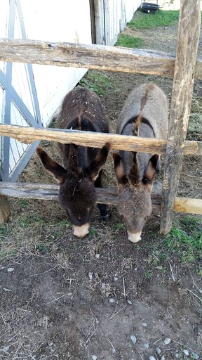 Vacation Rentals (United States of America, Darnestown, Maryland)