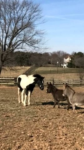 Vacation Rentals (United States of America, Darnestown, Maryland)