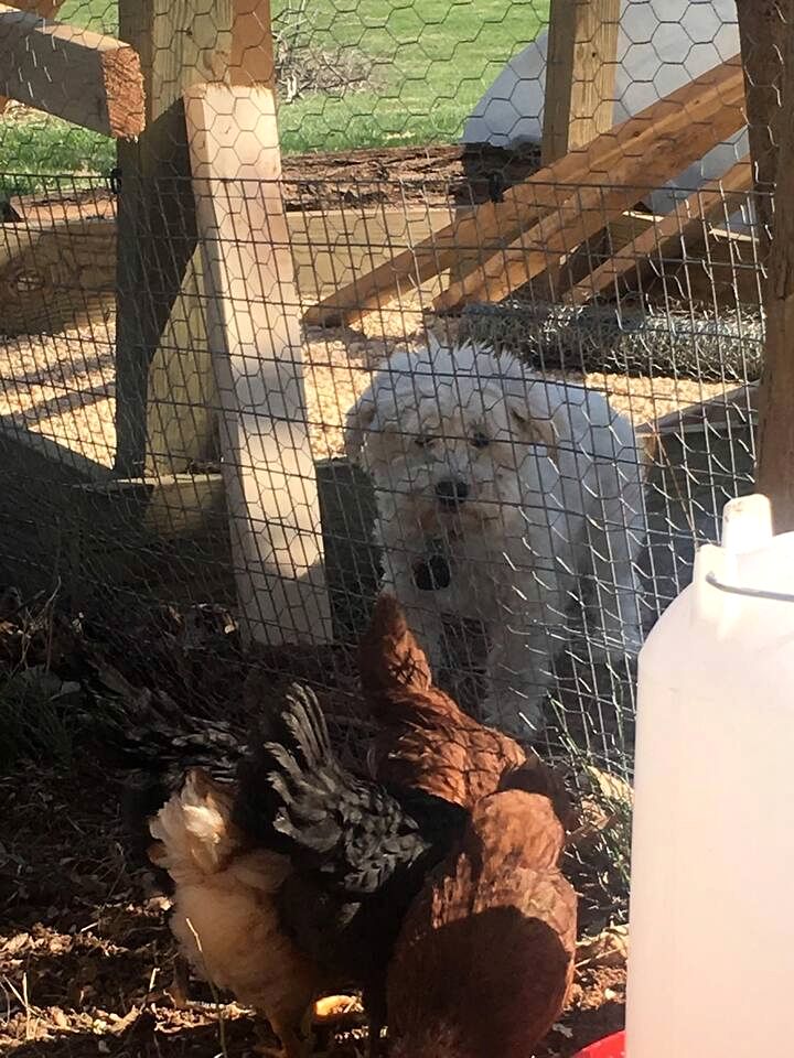 Beautiful Farmstay Hill Cottage and Tiny Equipped Camper in Maryland