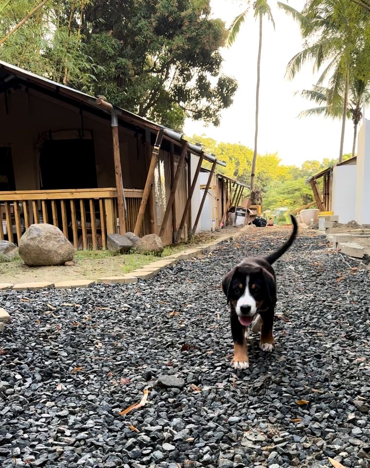 Deluxe Tented Cabin with Large Deck and Living Space in Puerto Rico