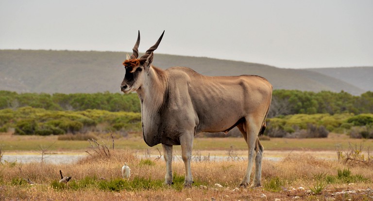 Safari Tents (Ouplaas, North West Province, South Africa)