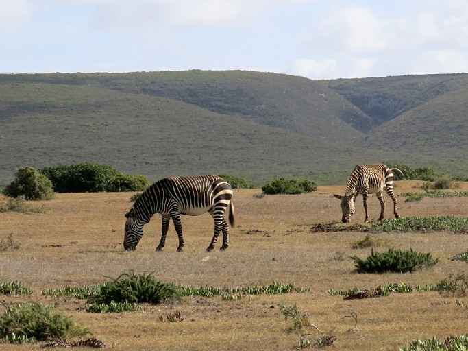 Safari Tents (Ouplaas, North West Province, South Africa)