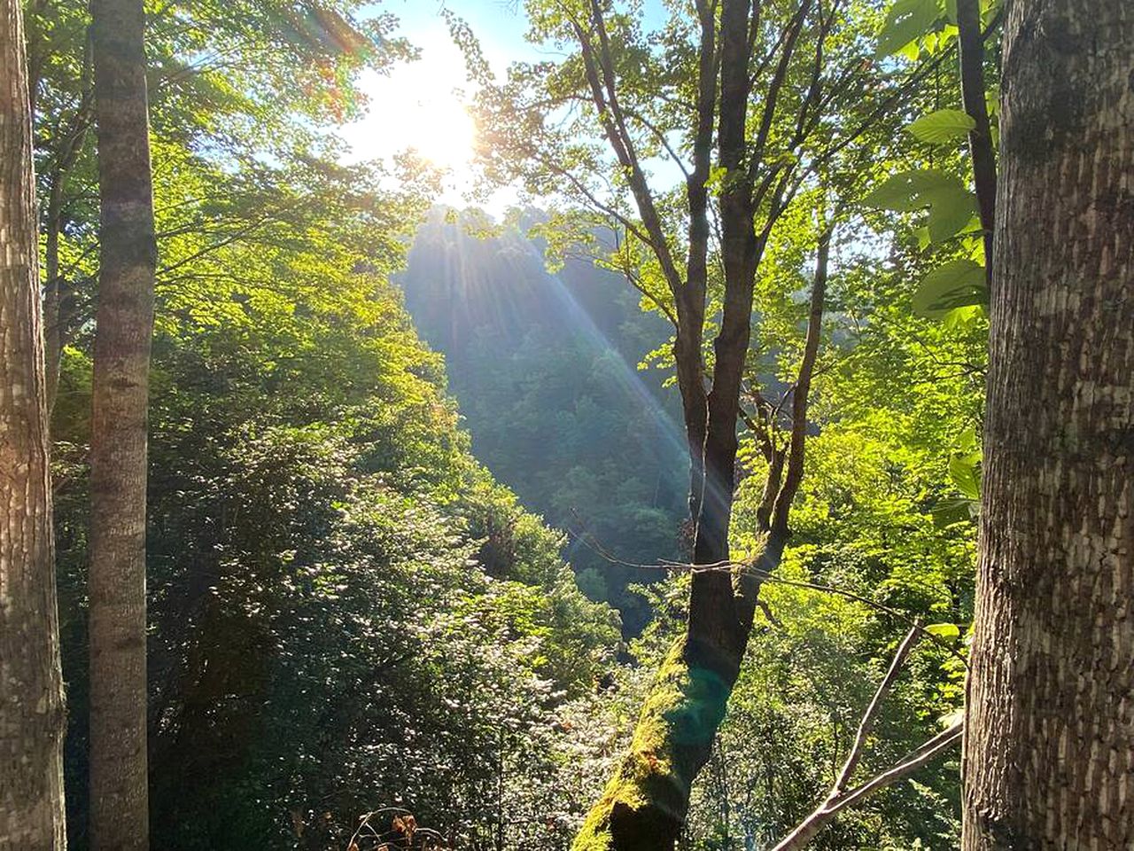 Secluded Mountain Hideaway: Cabin Experience in North Carolina