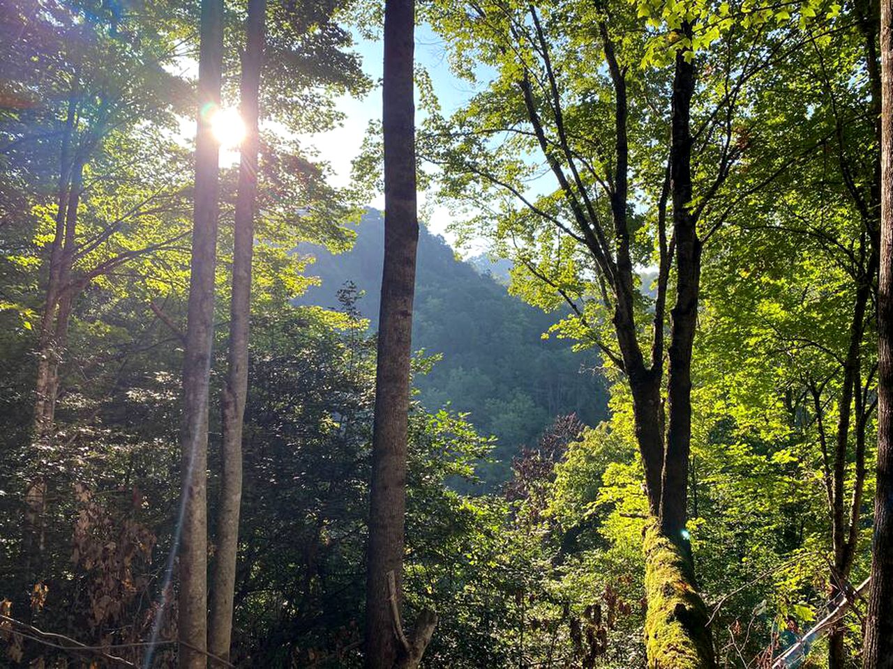 Secluded Mountain Hideaway: Cabin Experience in North Carolina