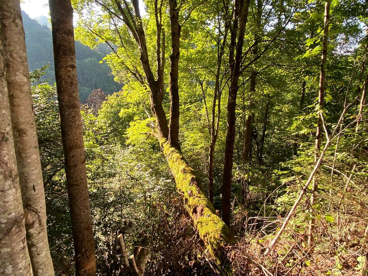 Secluded Mountain Hideaway: Cabin Experience in North Carolina
