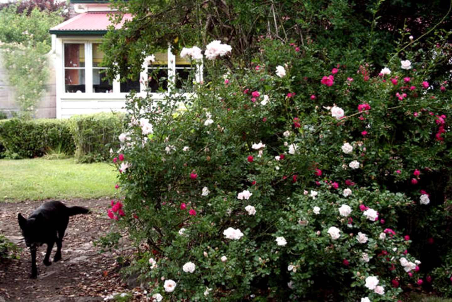 Fairytale Cottage Rental near Oxley Wild Rivers National Park in Armidale, New South Wales