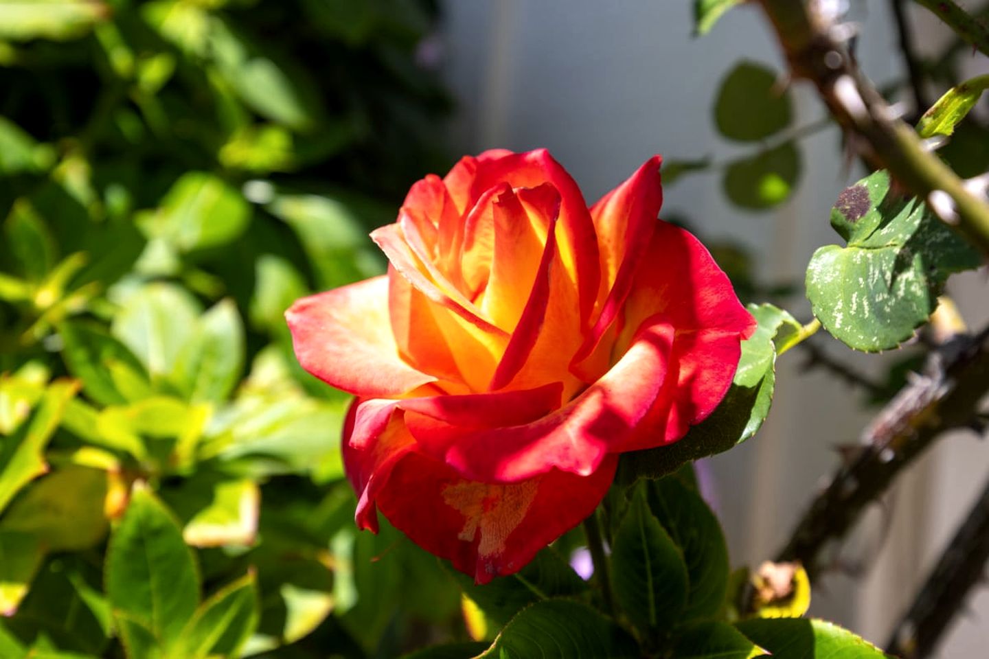 Private Cottage Along the Northern California Coast in El Granada, Perfect for an Oceanfront Escape