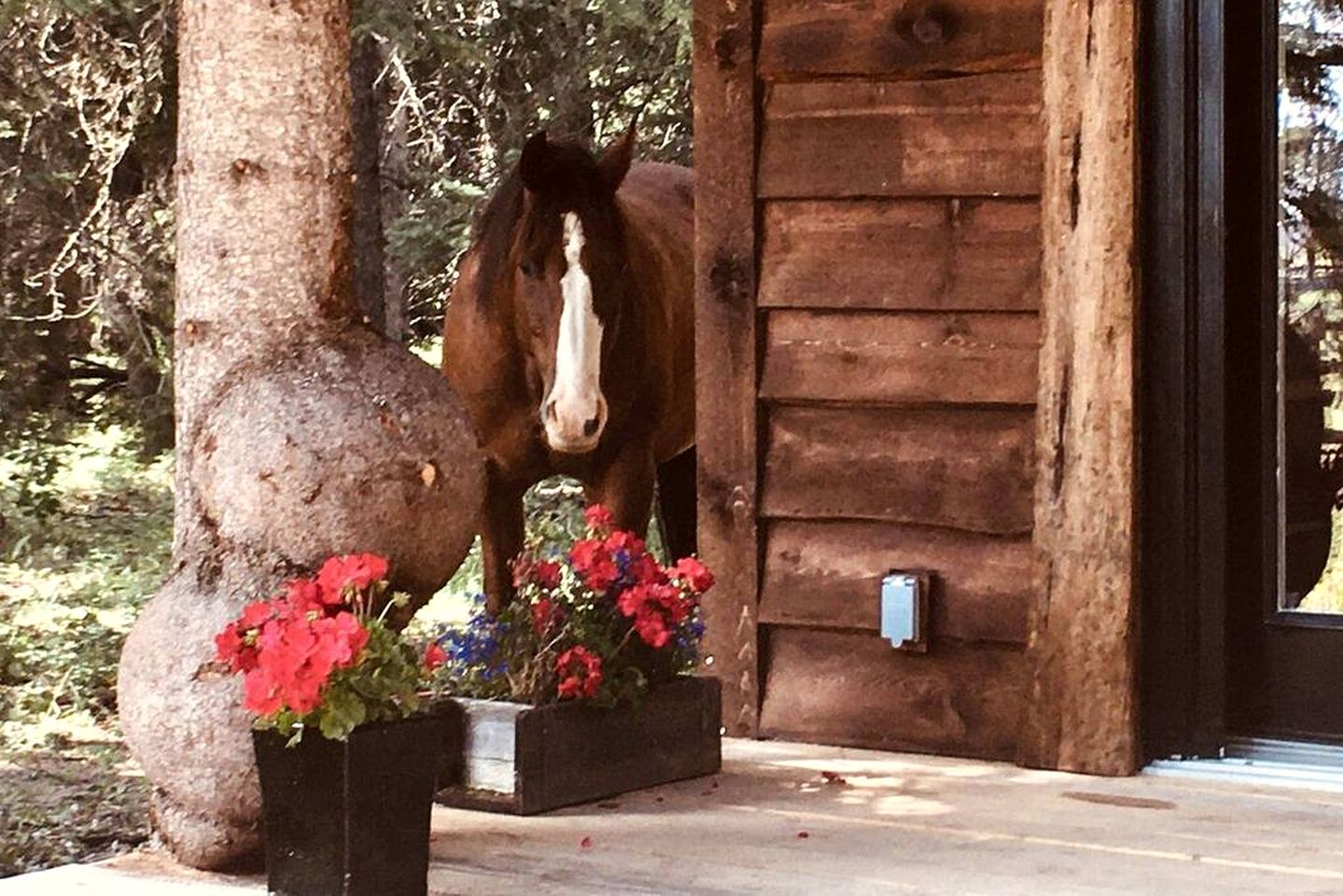 Secluded Rustic Cabin for a Romantic Retreat near Sundre, Alberta