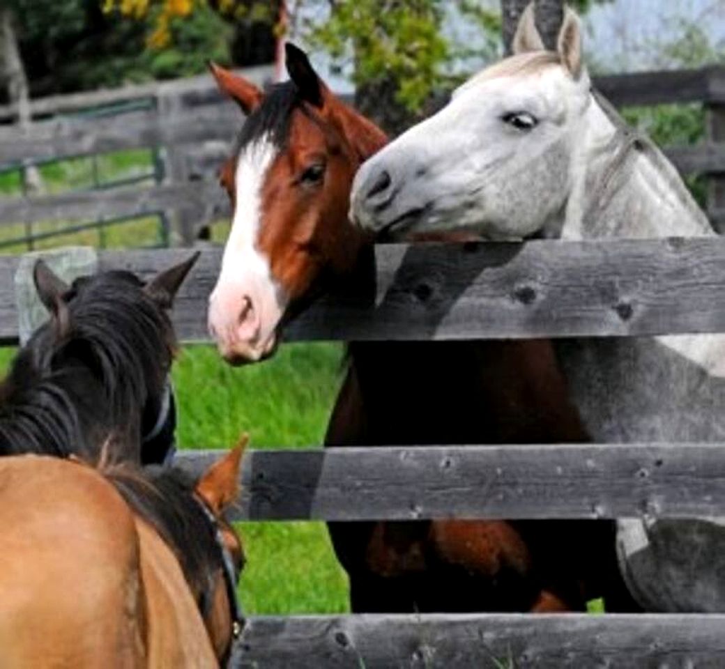 Secluded Rustic Cabin for a Romantic Retreat near Sundre, Alberta