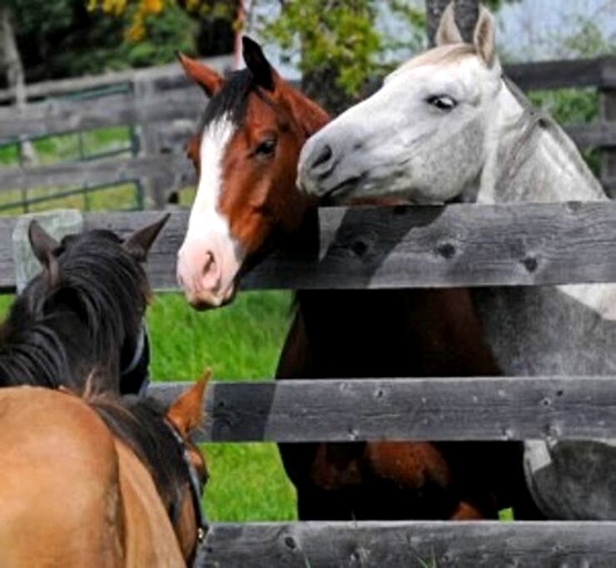 Cabins (Canada, Sundre, Alberta)
