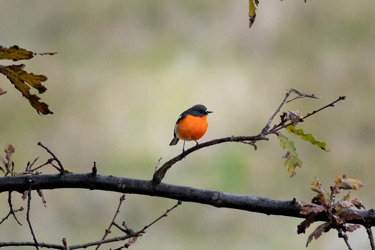 Tiny Houses (Australia, Table Top, New South Wales)