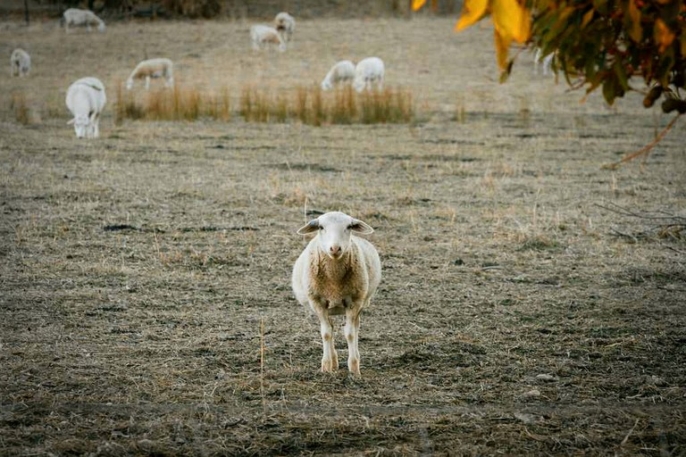 Tiny Houses (Australia, Table Top, New South Wales)