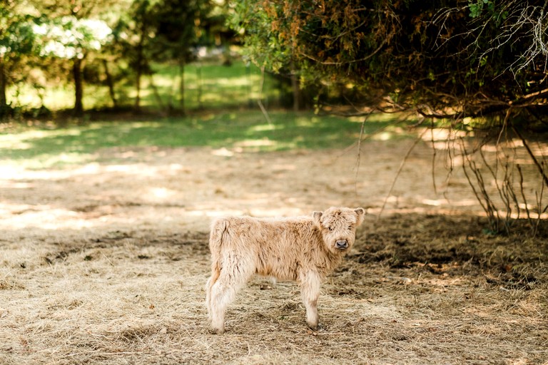 Tented Cabins (United States of America, Greenville, South Carolina)