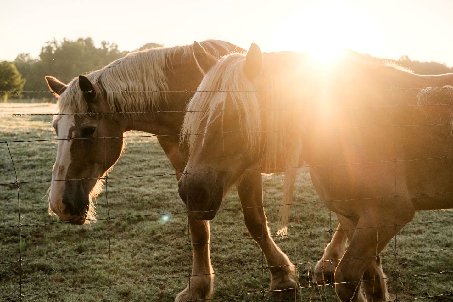 Pure Glamping Experience in this Lakefront Tented Cabin in Greenville, South Carolina