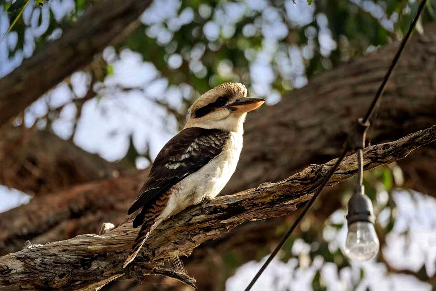Quaint Tiny House Perfect to Disconnect in Metung, Victoria