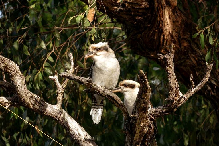 Tiny Houses (Australia, Metung, Victoria)