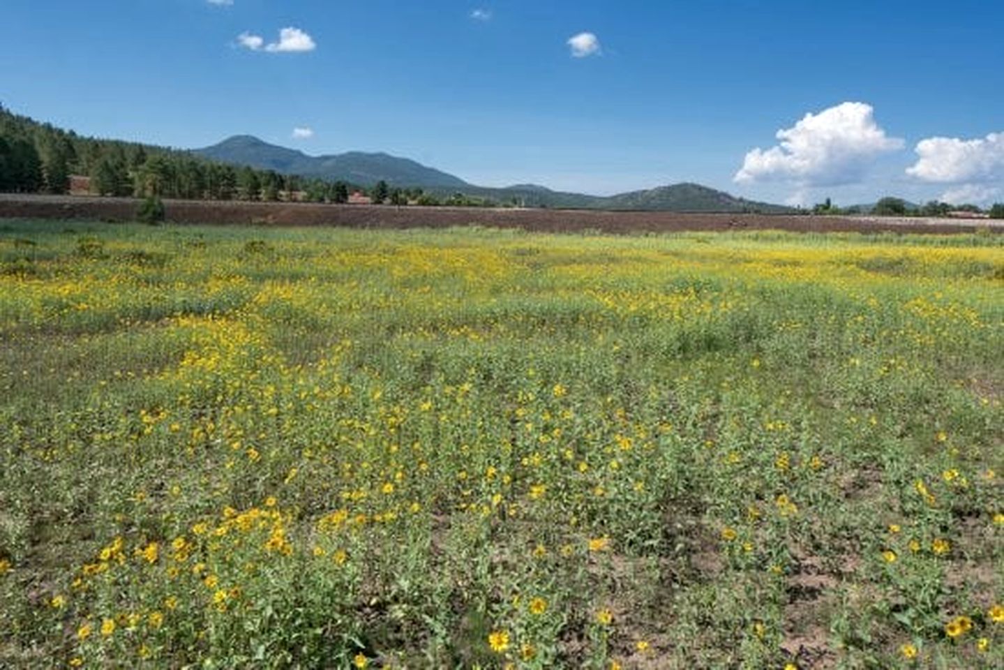 Amazing Spacious Log Cabin for Lage Family Groups with Incredible Backyard and Fantastic Views in Williams, Arizona