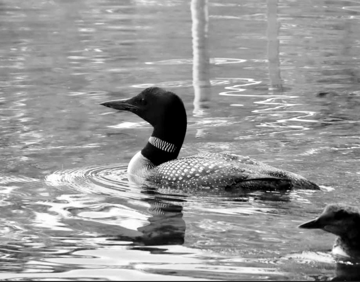 Escape to Enfield: Peaceful Lakefront Cabin on Crystal Lake