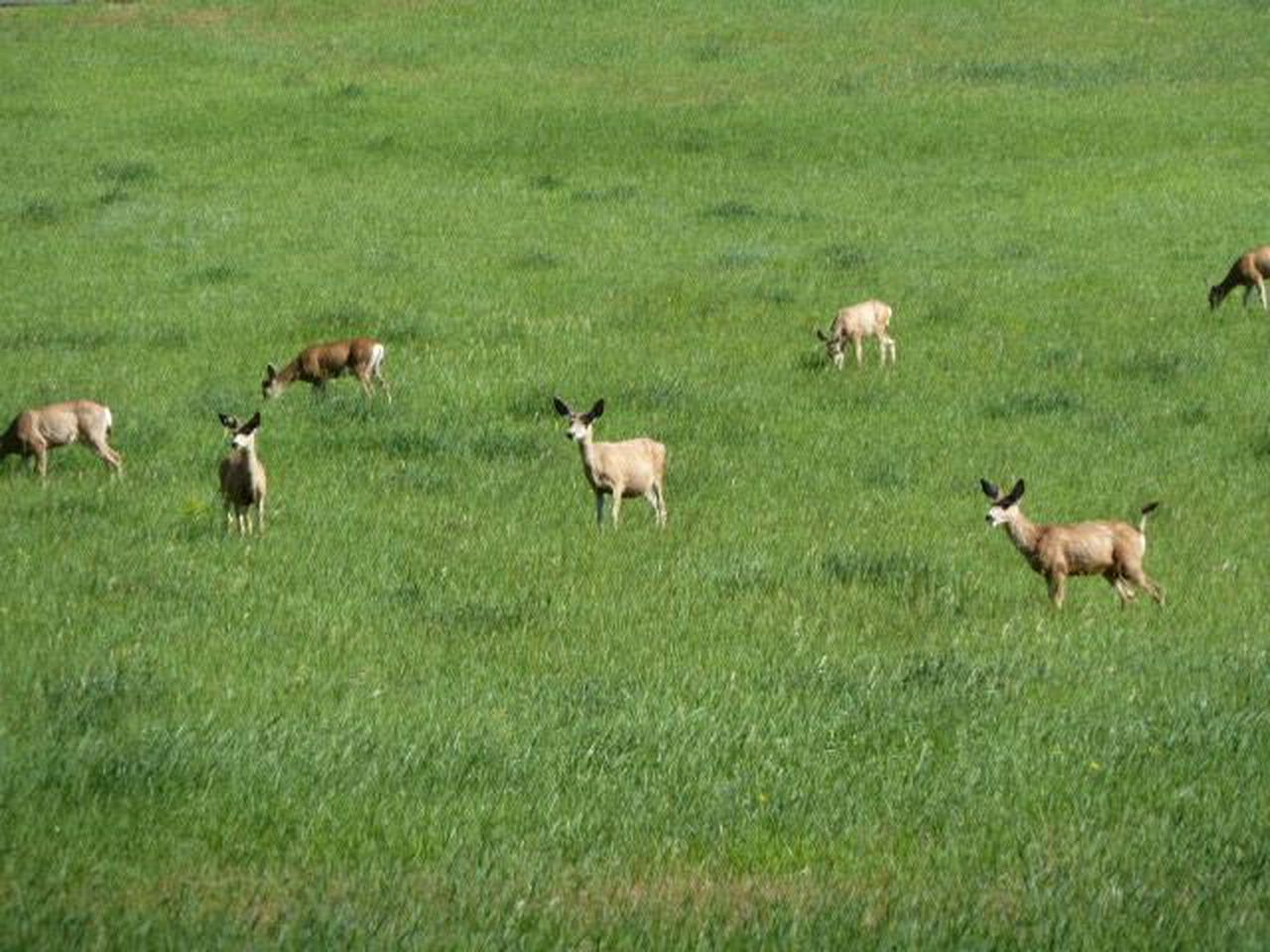 Spacious and Open Cabin Rental on Stillwater River near Billings, Montana