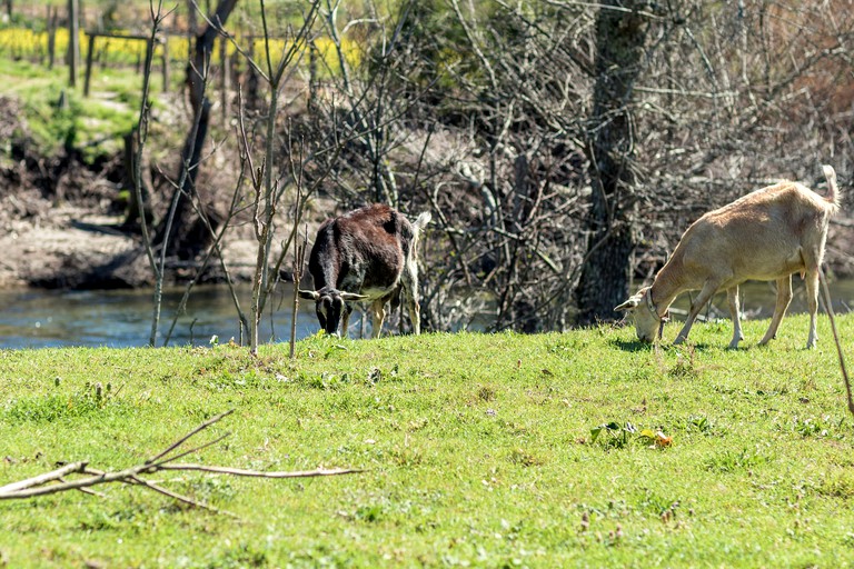 Vacation Rentals (Portugal, Sinde, Coimbra District)